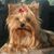 Nikki Allen's profile image