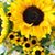 Celia Zarco's profile image