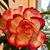 Marisol Rivera Dicu's profile image