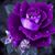 Laurie A Muff's profile image