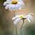 Ansam Hamoud's profile image