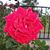 Phyllis Fisher's profile image