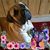 Ines Korepanow May's profile image
