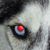 Jason Gibson's profile image