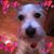 Richard Naus's profile image