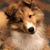 Tina Perret Skousen's profile image