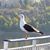 Brenda Sugarman's profile image