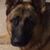 Carol Lynn's profile image