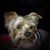 Vicky Kolka Morgan's profile image