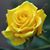 Kelley Erwin's profile image
