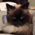Jo Ann Hiebert's profile image