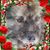 Kim Meves Dekanich's profile image