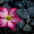 Akis Palma's profile image