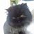 Dolores Tonkel's profile image