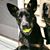Tara Harnish's profile image