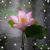 Yvonne A Cooksey's profile image