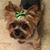 Dawn Nestler-Karle's profile image
