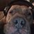 Andrew Johanek's profile image
