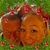 Patti Babineau's profile image