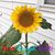 Julie Wendt's profile image