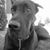 Dawn Reed Bentley's profile image