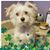 Shawn Park Butero House's profile image