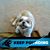 David Van Gorder's profile image