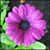 Samantha Shae's profile image