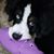 Sloane Collier Shepard's profile image