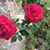 Kathy Leavell's profile image