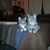 Marla Hutson's profile image