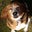 Gin Steffen's profile image