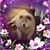 Cheryl Niemeyer Centonze's profile image