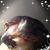 Angela Xian's profile image