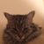 Adam Whalen's profile image