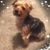 Betty Huston Leishman's profile image
