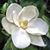 Magnolia Alva's profile image