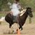 Jennifer Burnell's profile image