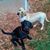 Julie-David Simpkins's profile image