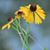 Rhonda Reid Grimm's profile image