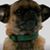 Dianna Quaintance's profile image