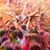 Rahman N Priya James's profile image