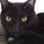 Daniel Angelov's profile image