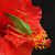 Dennis Meeuws's profile image