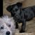 Carole Soss's profile image