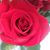Sherri Bertsch's profile image