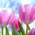 Sindy Paulin's profile image
