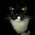 Alice Fay Kelly's profile image