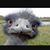 Deanna Peverill Harris's profile image