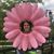 Megan Stephenson Wyatt's profile image